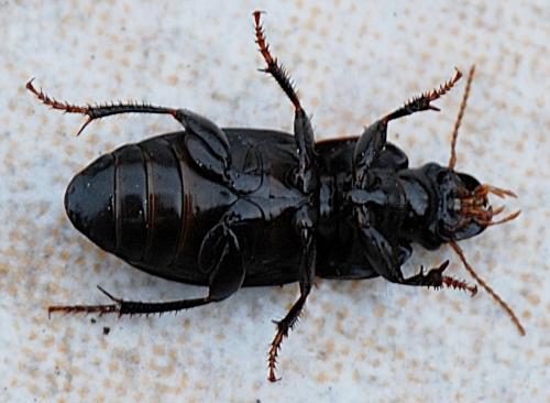 Réf. 191 191 : Harpalus tardus